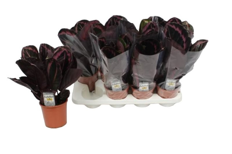 CALATHEA  M14 SUPRISESTAR