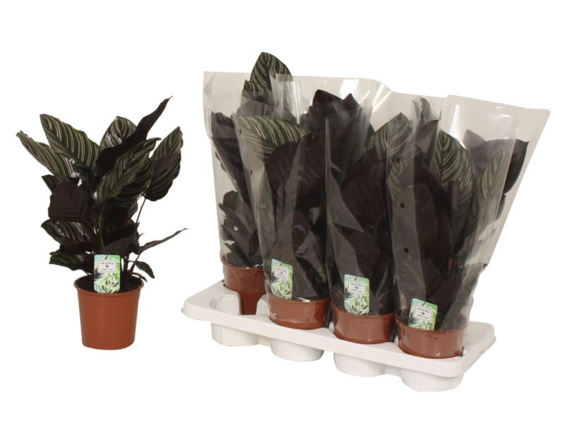 CALATHEA  M14 SANDERIANA ornata