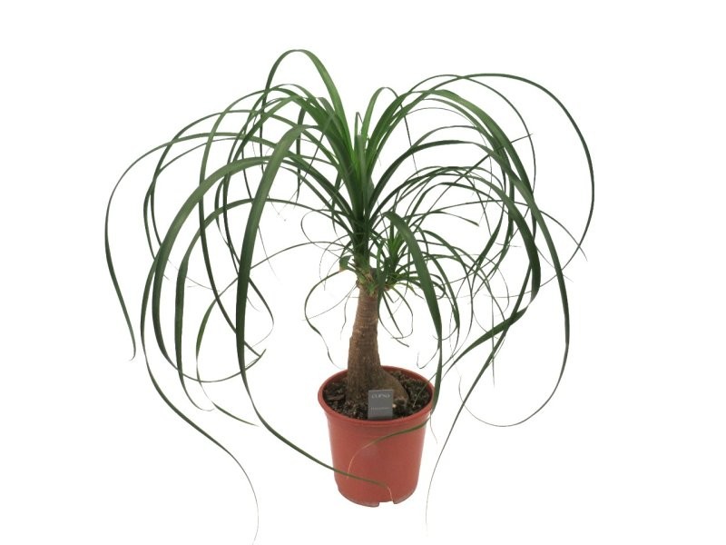 BEAUCARNEA 1tronc  60cm. M19