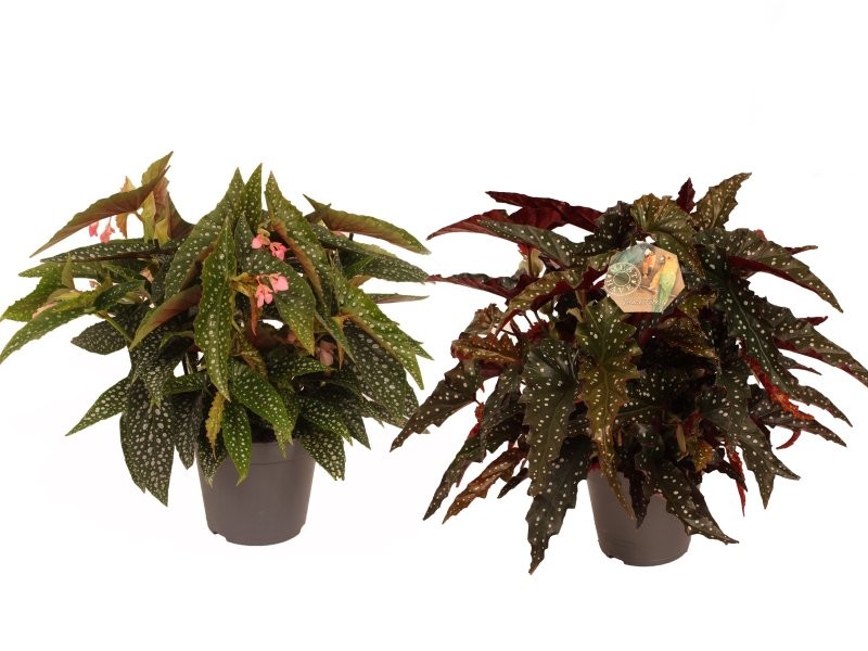 BEGONIA M17 MACULATA MIX