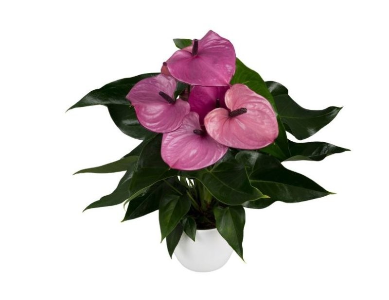 ANTHURIUM  M17 CAVALLI LOUISIANNA