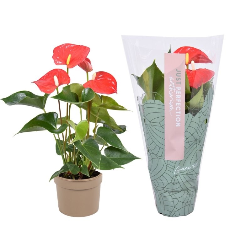 ANTHURIUM  M 9 VERMELL