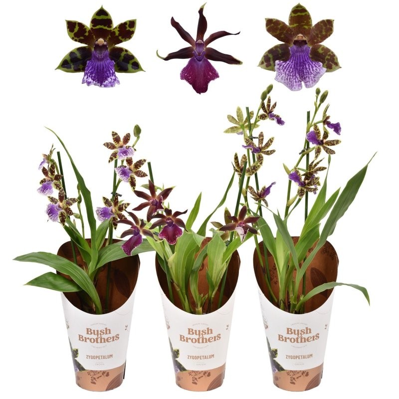ZYGOPETALUM  M12 LOUISENDORF MIX 2 TALLOS