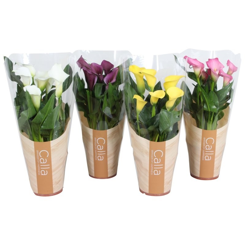 ZANTEDESCHIA  M13 calla colors MIX