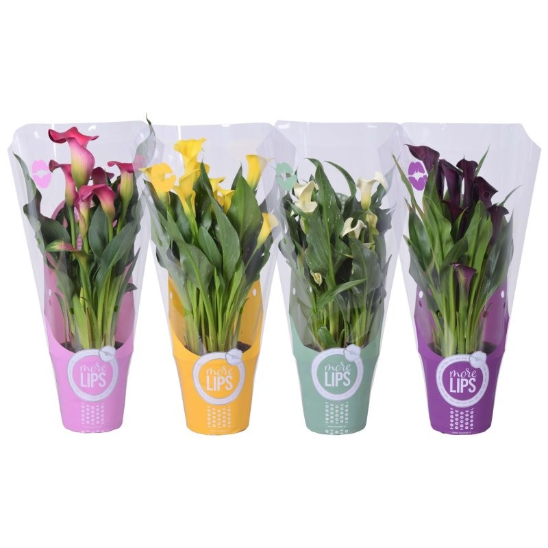 ZANTEDESCHIA  M12 calla colors