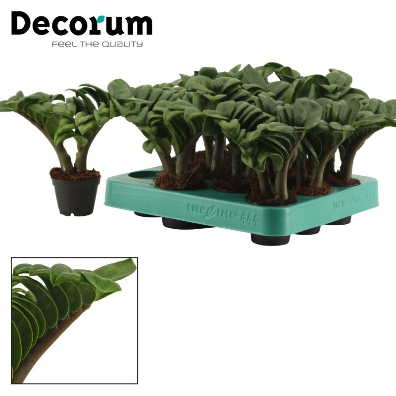 ZAMIOCULCAS ZENZI 2 vares M 6