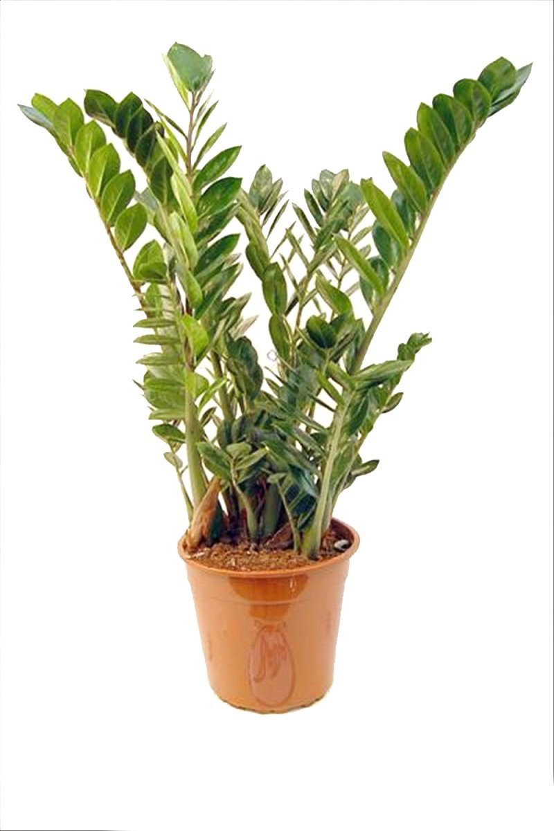 ZAMIOCULCAS  M27 -110cm.
