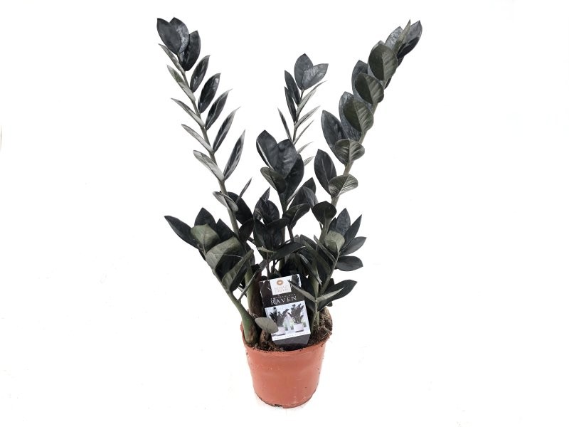 ZAMIOCULCAS  M14 -50cm. RAVEN negre