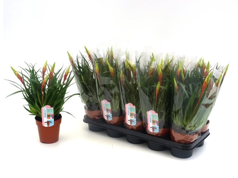 VRIESEA SHANNON M13 astrid