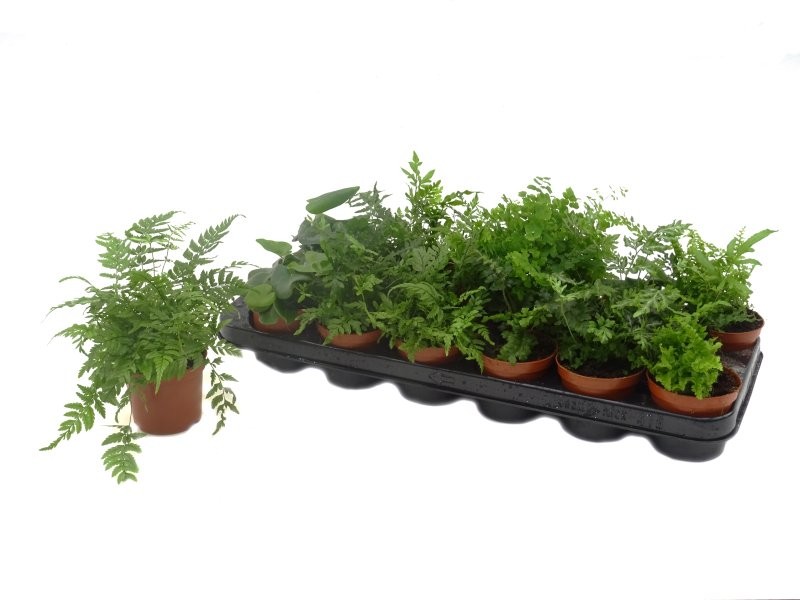 VARENS  MIX  M 9 mix