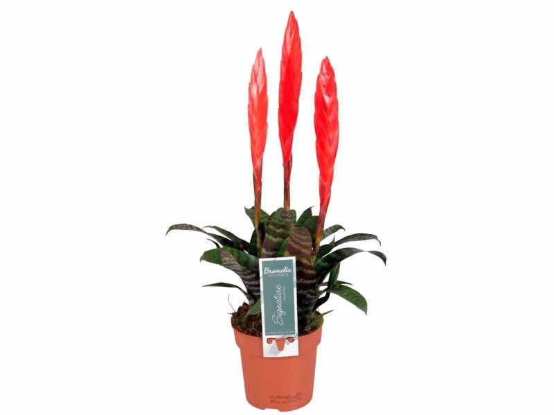 VRIESEA  M12 Era Grupo 3