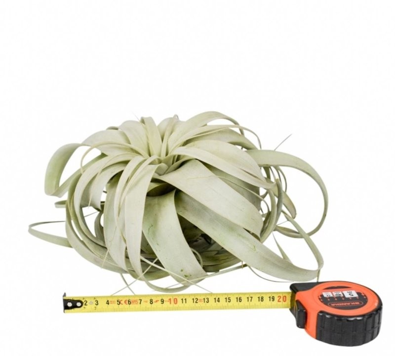 TILLANDSIA XEROGRAFICA  20cm