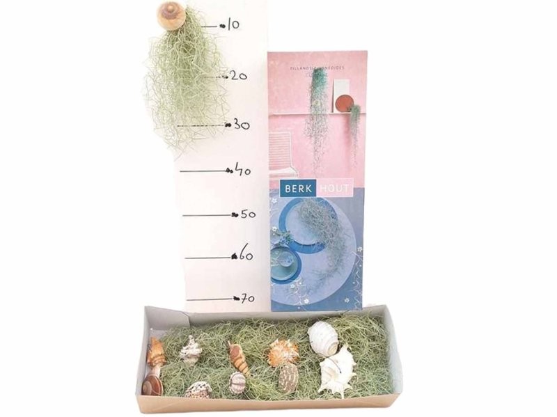 THILLANDSIA USNEOIDES SCHELPEN MIX 30cm