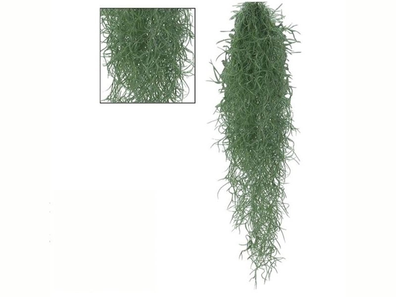 TILLANDSIA USNEOIDES  55cm.