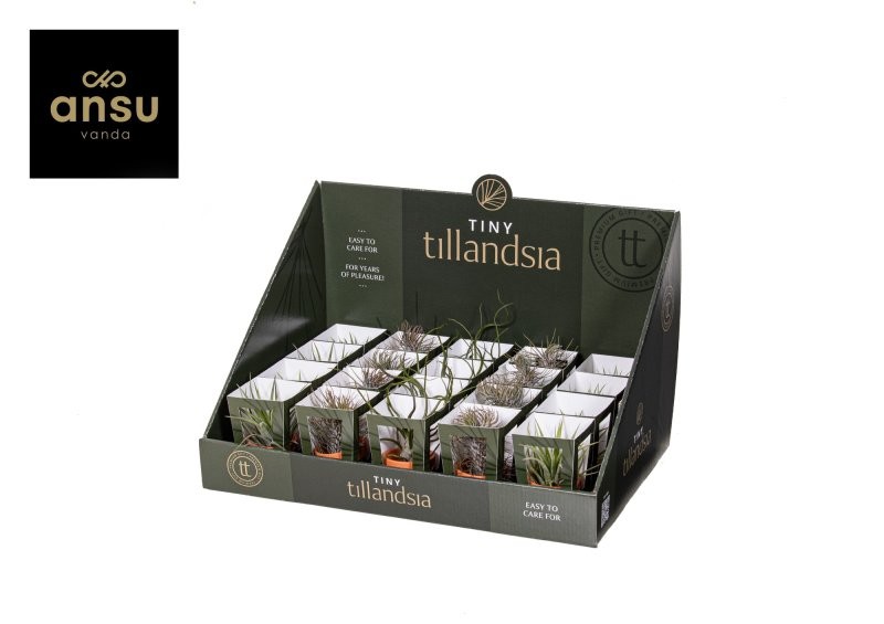 TILLANDSIA SUELTA TERRACOTA