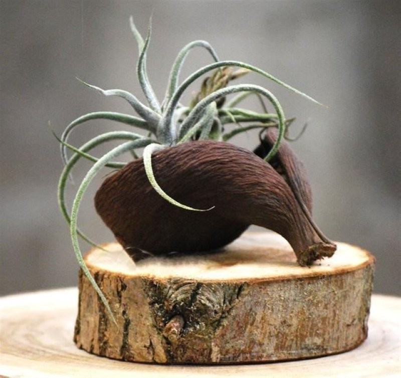 THILLANDSIA SUELTA Sterculia Chill