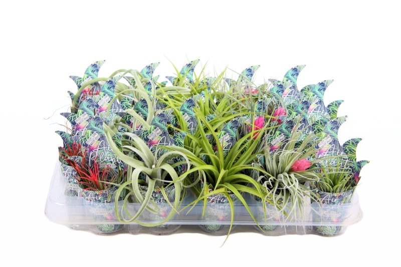 TILLANDSIA SUELTA POTCOVER