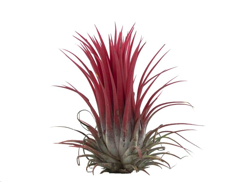 TILLANDSIA SUELTA IONANTHA roja