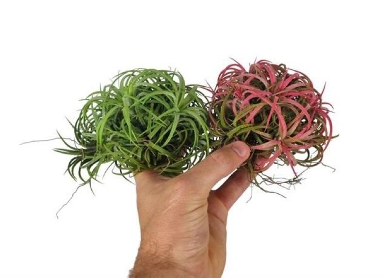 TILLANDSIA SUELTA IONANTHA CLUMB MIX LARGE