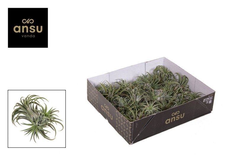 TILLANDSIA SUELTA IONANTHA CLUMB L