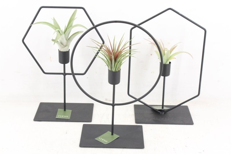 THILLANDSIA SUELTA  M17 H24 FRAME MIX