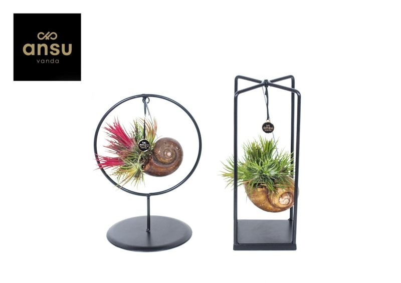 TILLANDSIA SUELTA DESIGN mix small Shelly