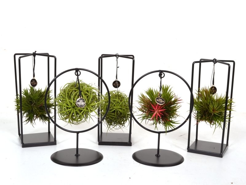 TILLANDSIA SUELTA DESIGN mix small