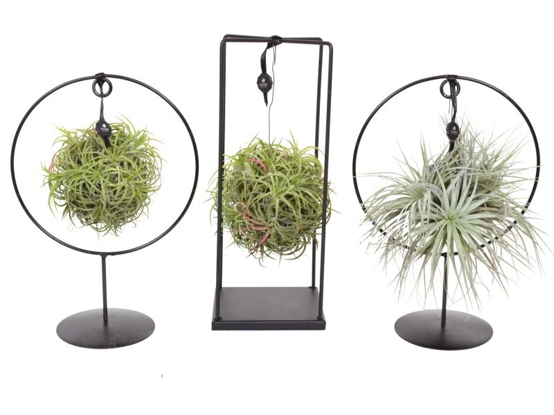 TILLANDSIA SUELTA DESIGN MAGIC BALL