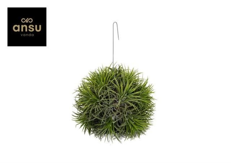 THILLANDSIA SUELTA creative XXL