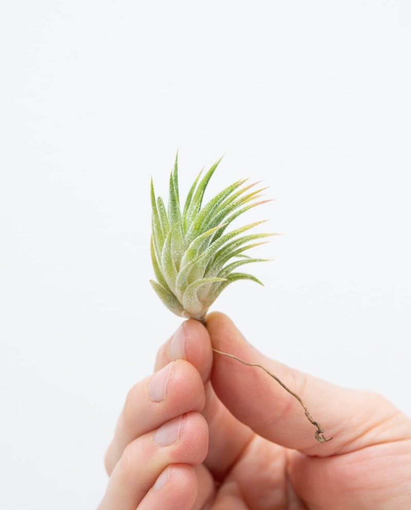 TILLANDSIA SUELTA MINI D3 H4cm per enganxar