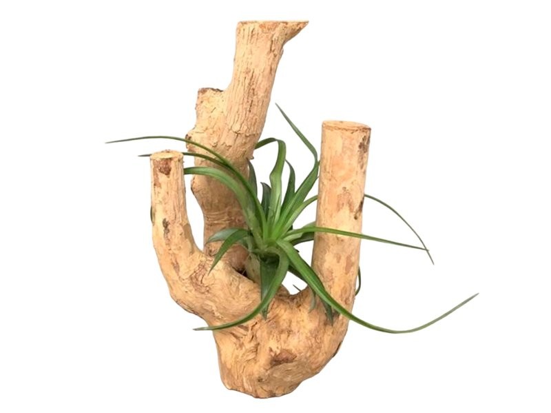 TRONC DECORATIU H25 amb Tillandsia