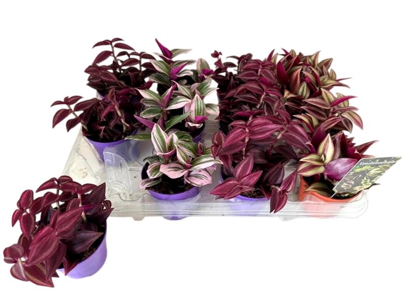 TRADESCANTIA  M 7