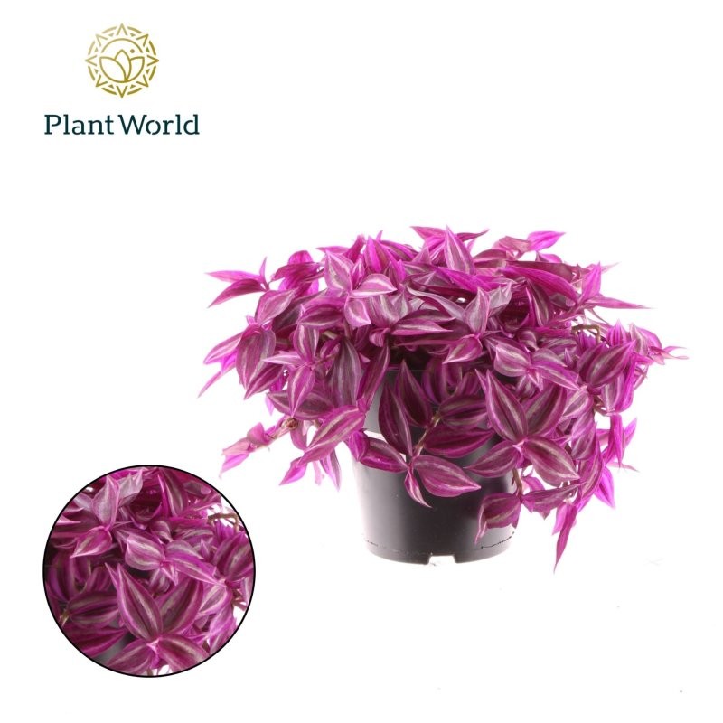 TRADESCANTIA  M14 Pink Paradise