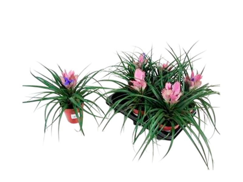 THILLANDSIA JOSEE  M12