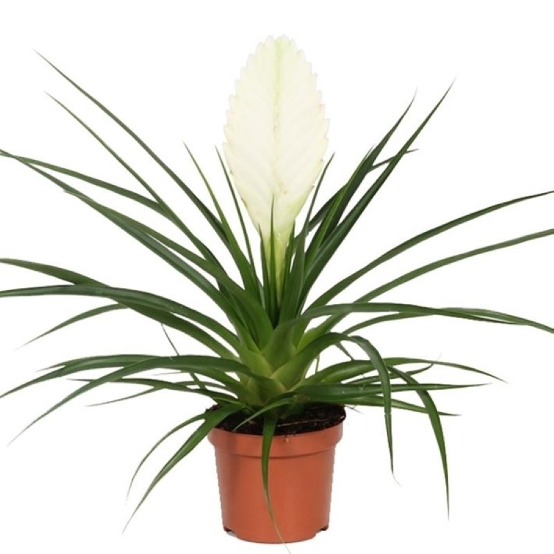 THILLANDSIA CYANEA Biancini M9