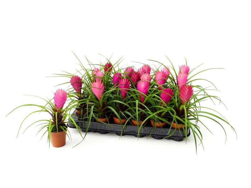 TILLANDSIA MIX M 5.5 MINI