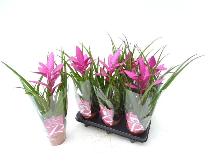 TILLANDSIA ANTONIO M13