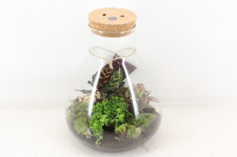 TERRARI PL MINI DECORUM LED D32  Erlenmeyer Large