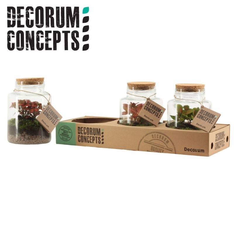 TERRARI PL MINI DECORUM D16 H18 Mercurius Medium