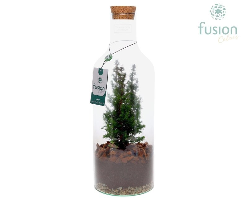 TERRARI CHAMAECYPARIS D15 H43