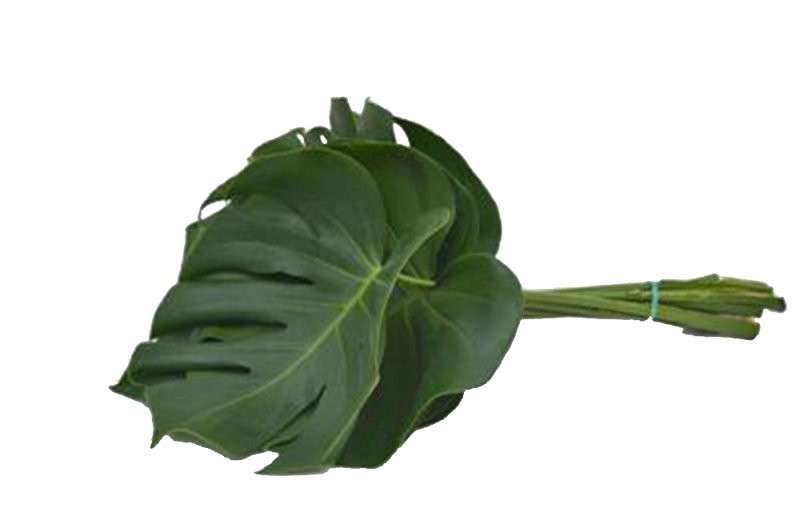 VERDS, MONSTERA MITJANA 35cm paq.x10