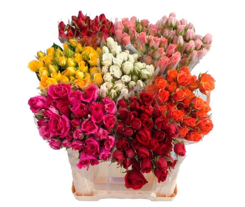 ROSA SPRAY 50/60cm. x 10 (ramificada)