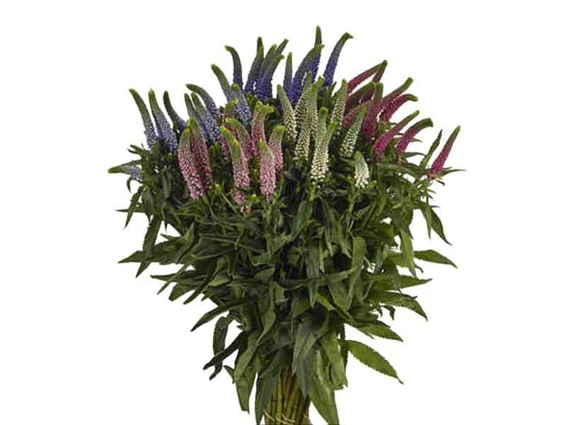 FLOR, VERONICA 60cm MIX, paquet x10 tiges.