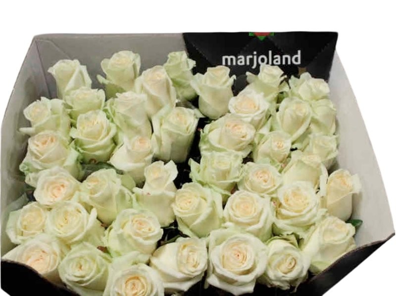 FLOR, ROSA HO. DOLOMITI 70cm, paq.x10 blanca