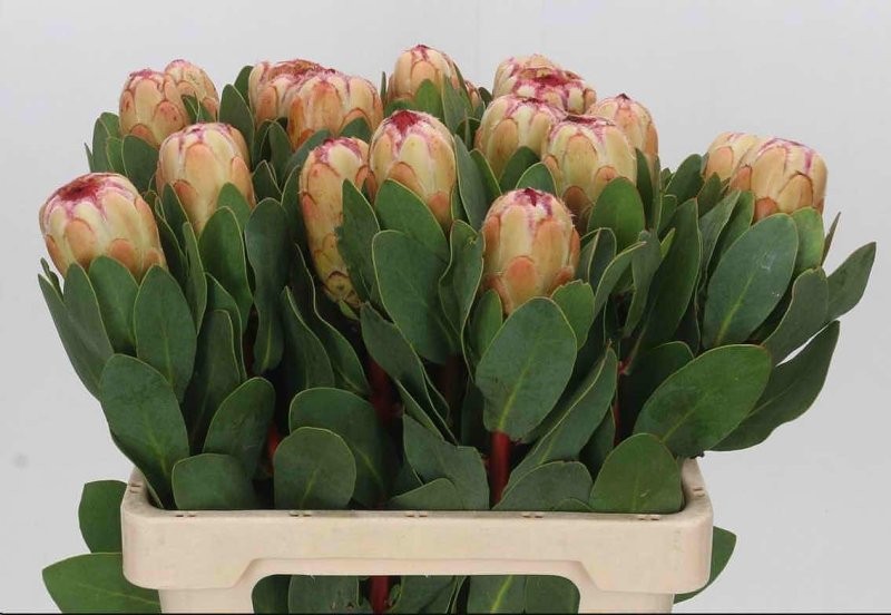 FLOR, PROTEA GRANDICOLOR 70 cm cx 1 tija