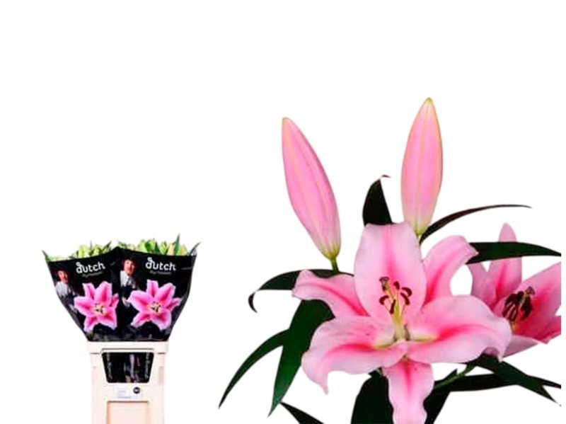 FLOR, LILIUM ORIENTAL ROSA 100cm. x10 EXTRA