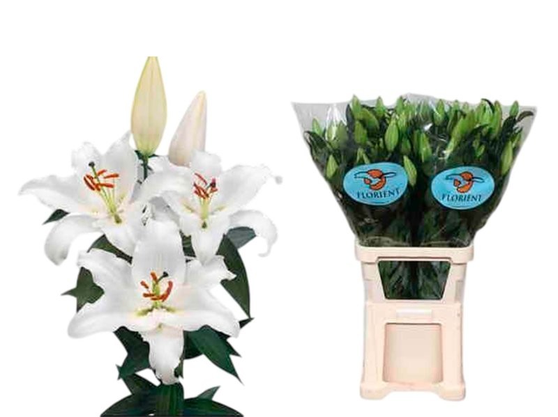 FLOR, LILIUM ORIENTAL BLANC 100cm. x10 EXTRA