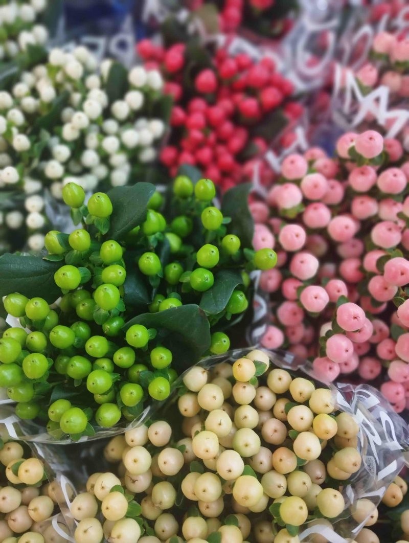 FLOR, HYPERICUM COCO MIX 60cm. x10 tiges.