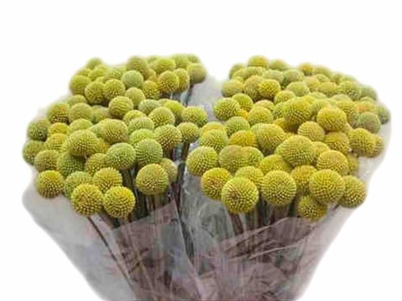 FLOR, CRASPEDIA 70cm. paq.x 10 tiges,extra.