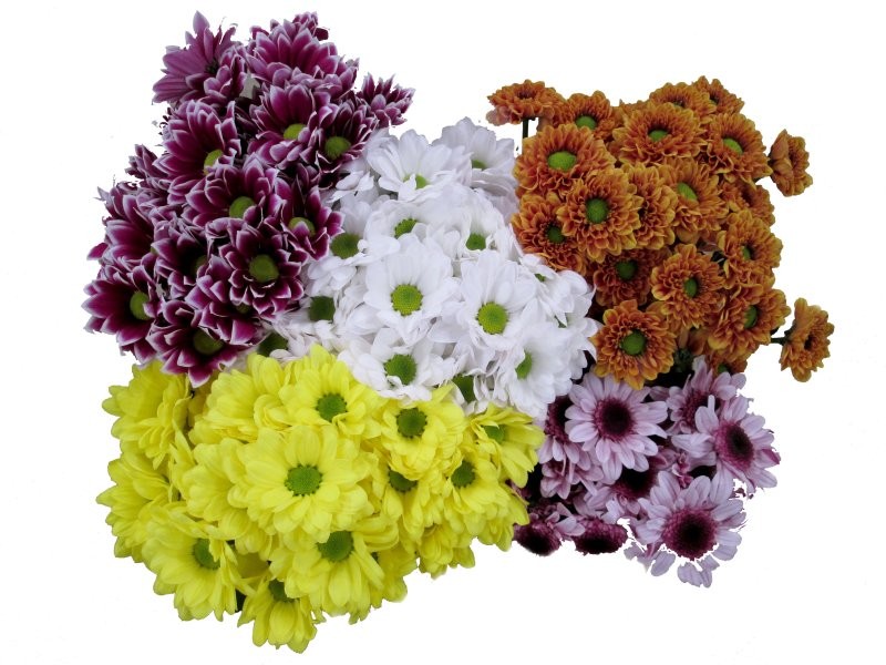 FLOR, CHRISANTHEM,  HOLANDA x5 tiges